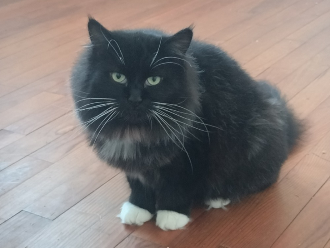 Photo #3 de Champignon