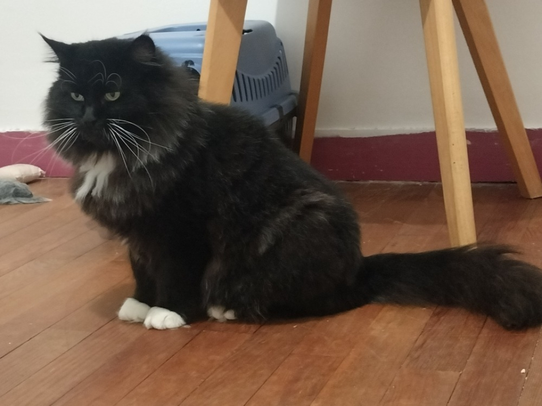 Photo #4 de Champignon