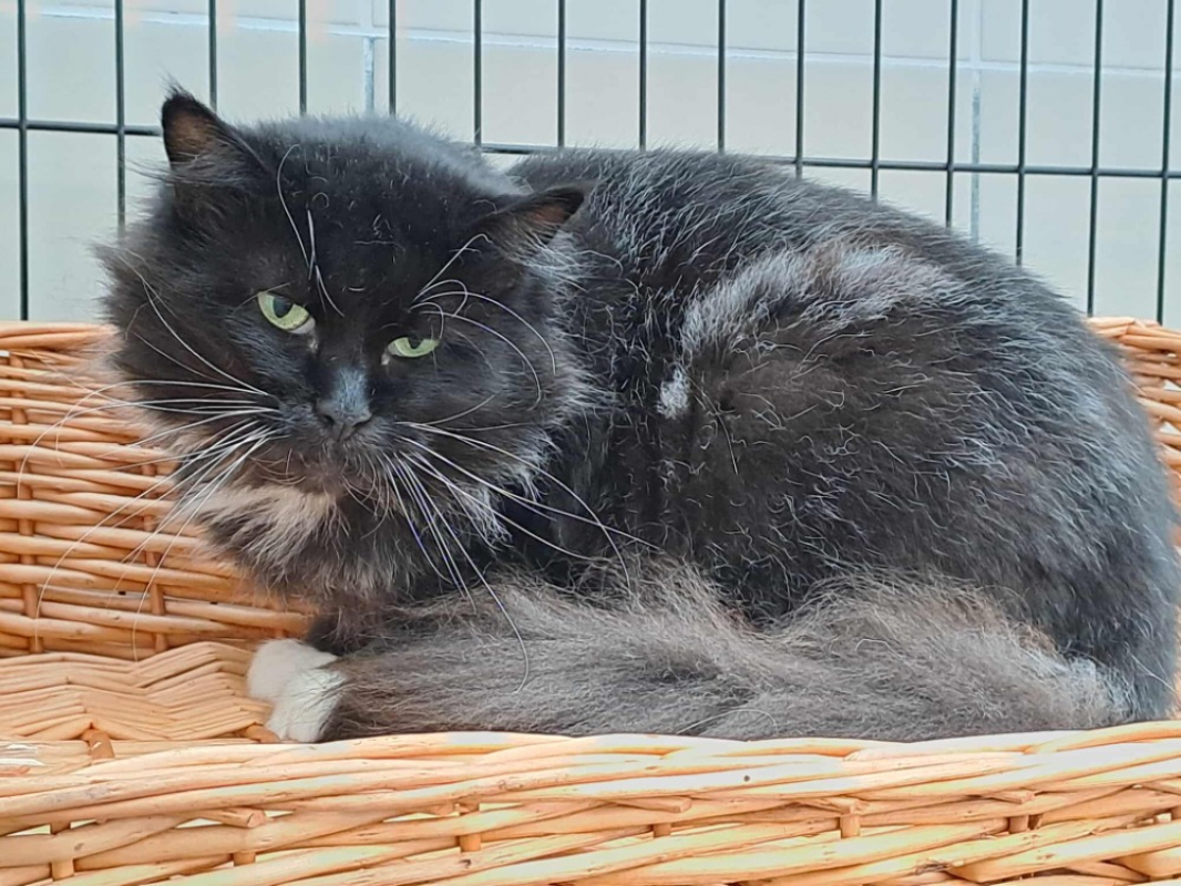 Photo #6 de Champignon