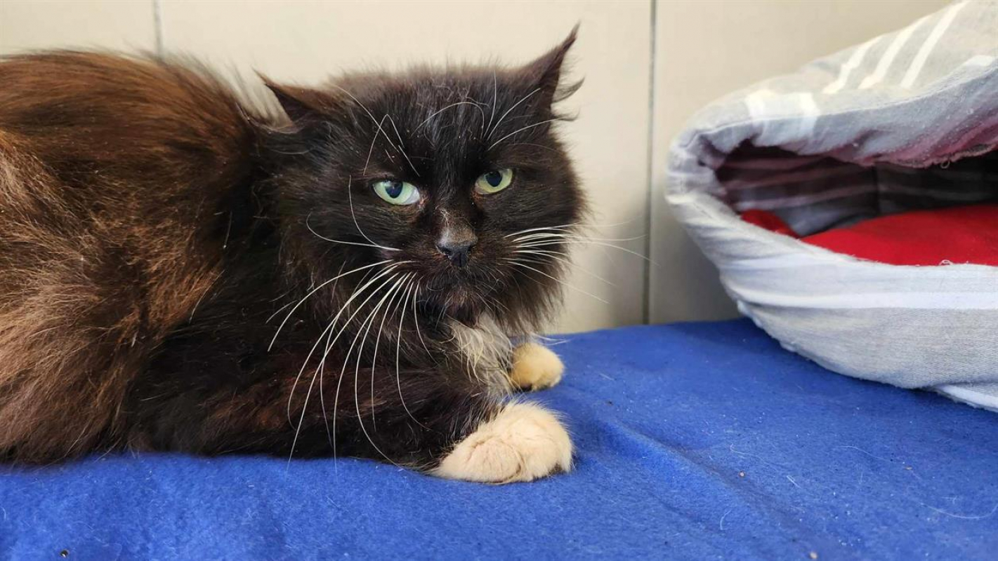 Photo #5 de Champignon