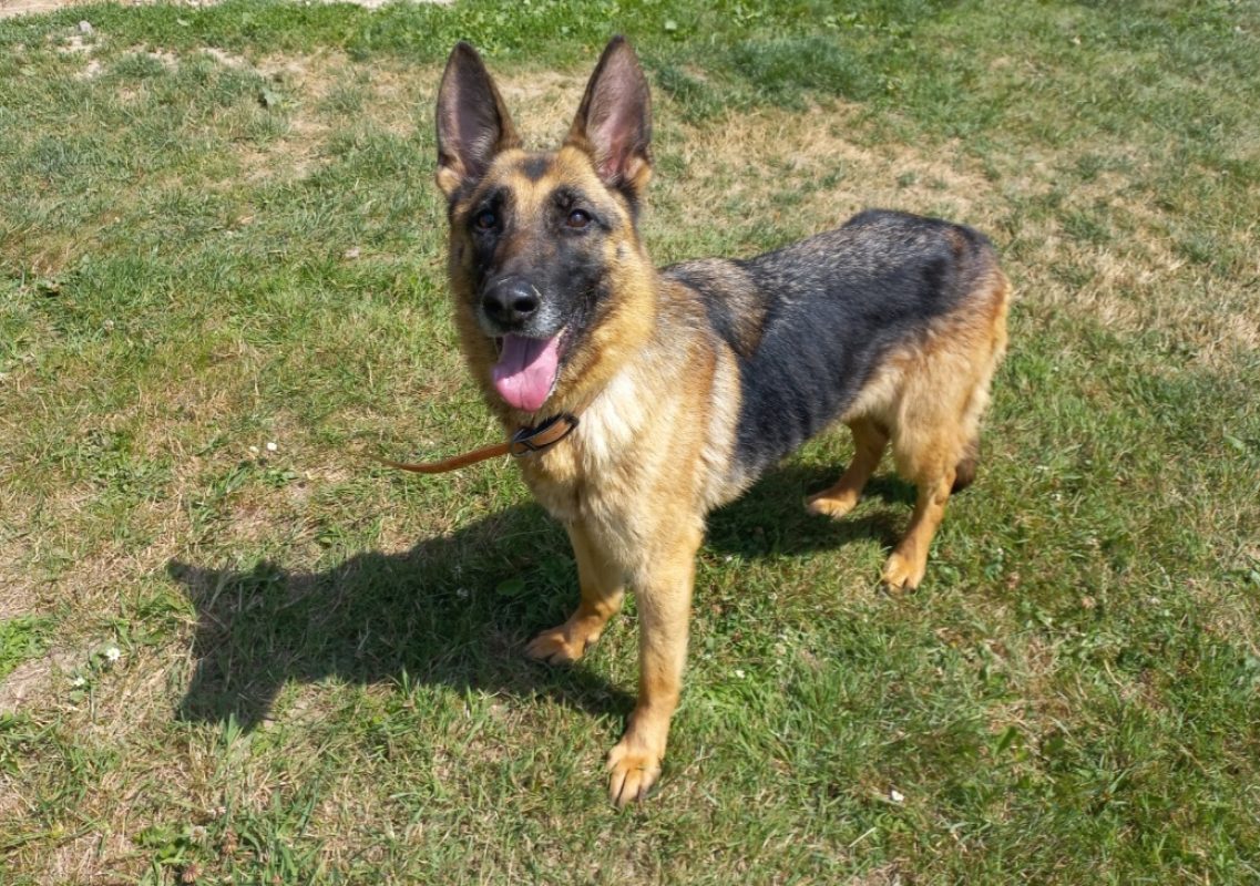 Kira - Chien Berger Allemand à adopter