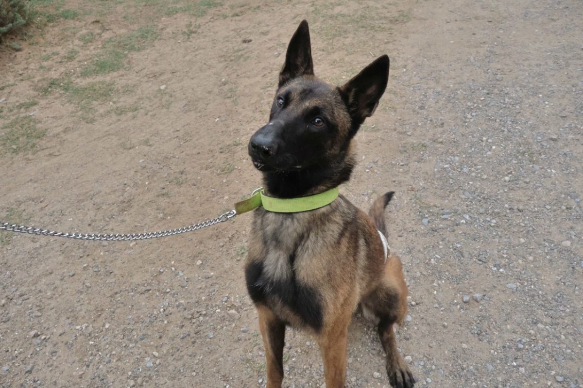 Zoé - Chien Berger Belge Malinois à adopter