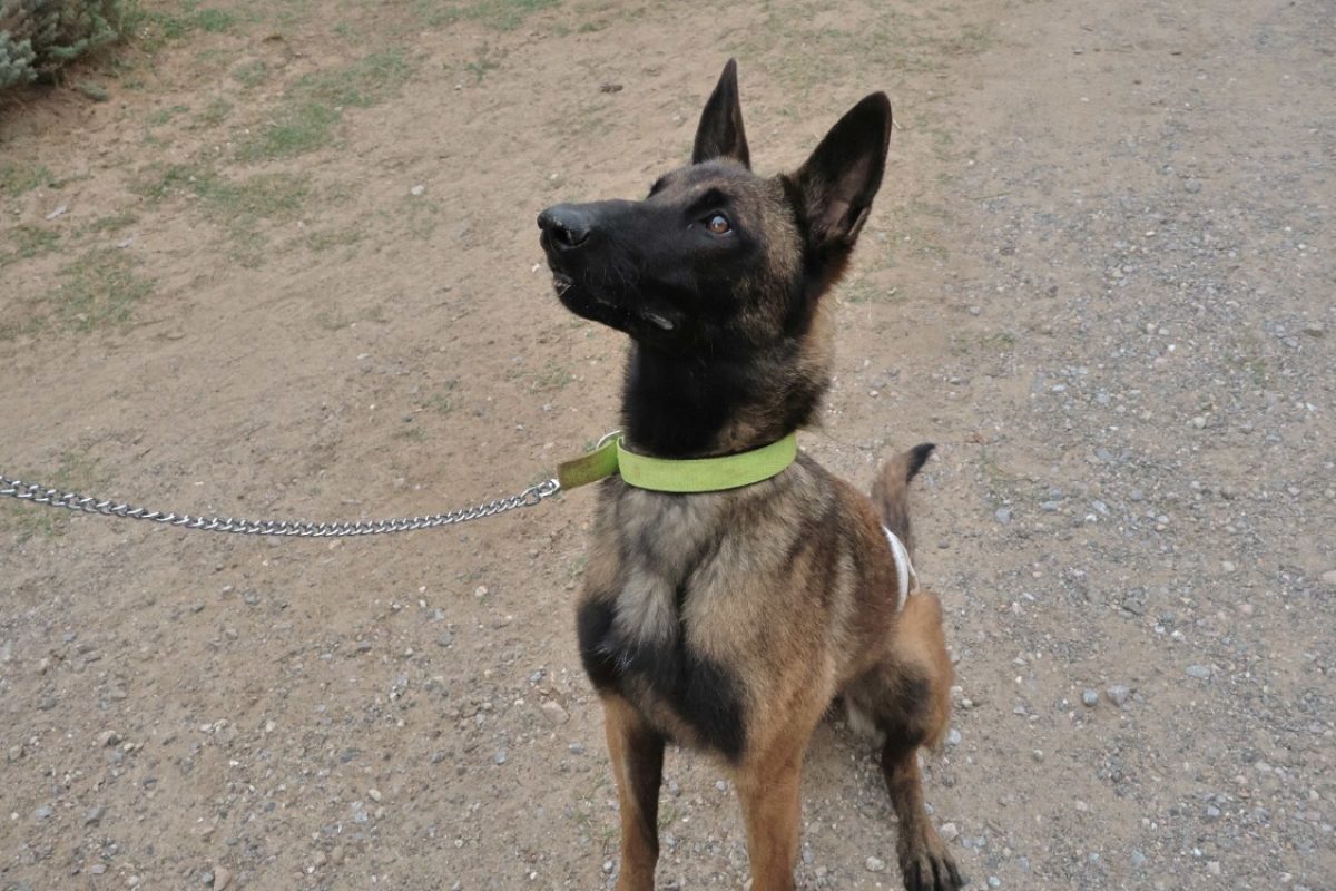 Zoé - Chien Berger Belge Malinois à adopter - photo 2