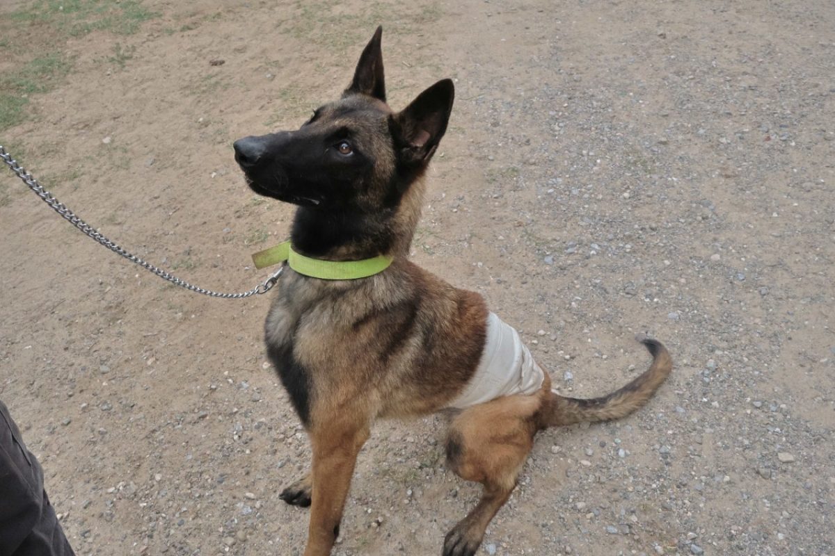 Zoé - Chien Berger Belge Malinois à adopter - photo 3