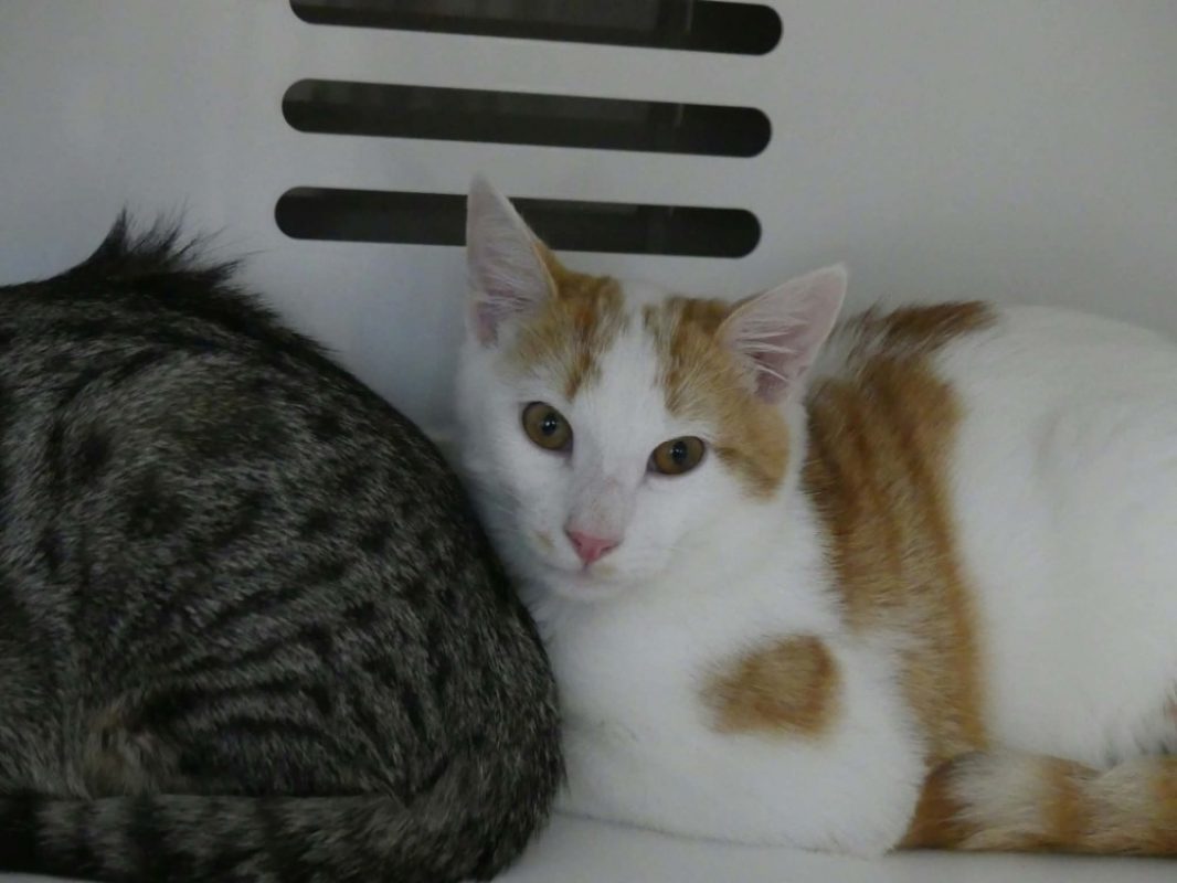 Fuyard - Chat Européen à adopter
