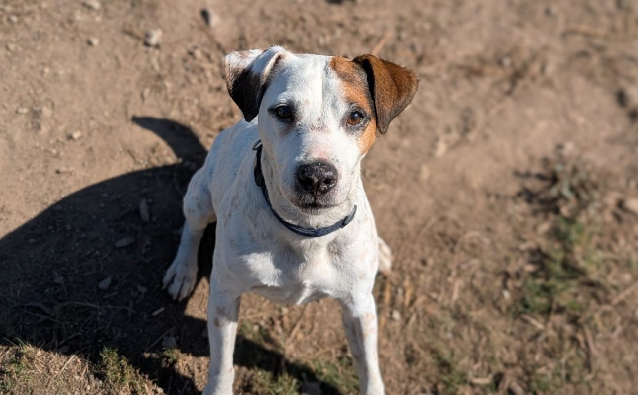 Guips - Chien à adopter