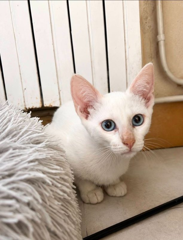 Drago - Chat Européen à adopter