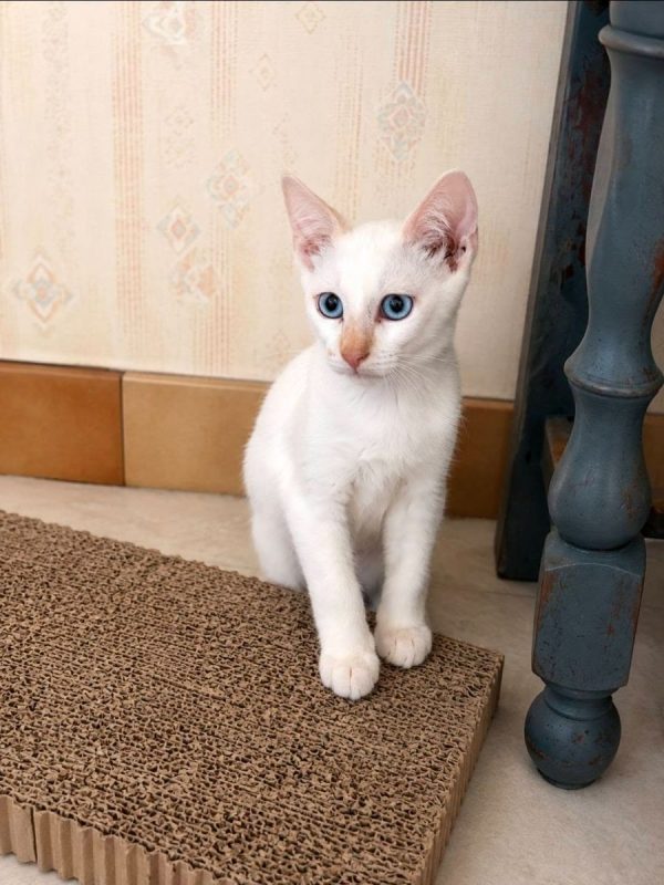 Drago - Chat Européen à adopter - photo 2