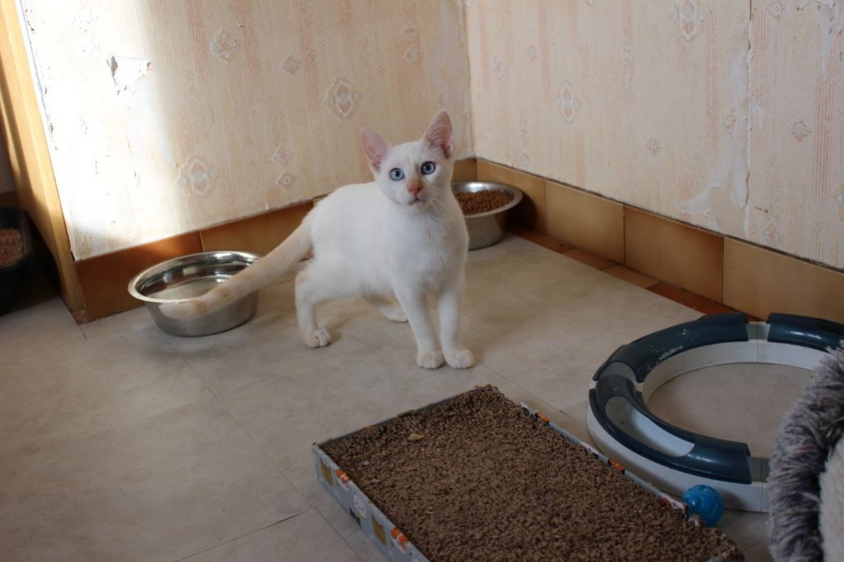 Drago - Chat Européen à adopter - photo 3