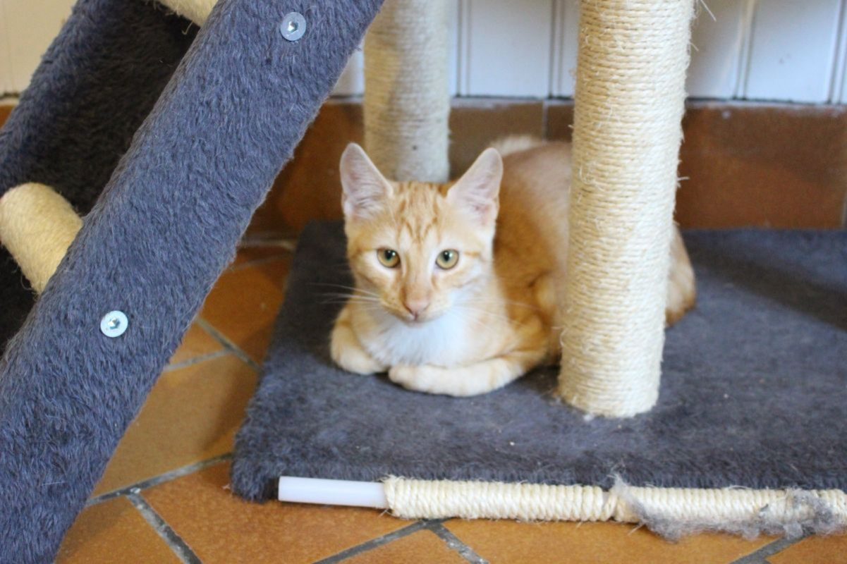 Edward - Chat Européen à adopter - photo 2