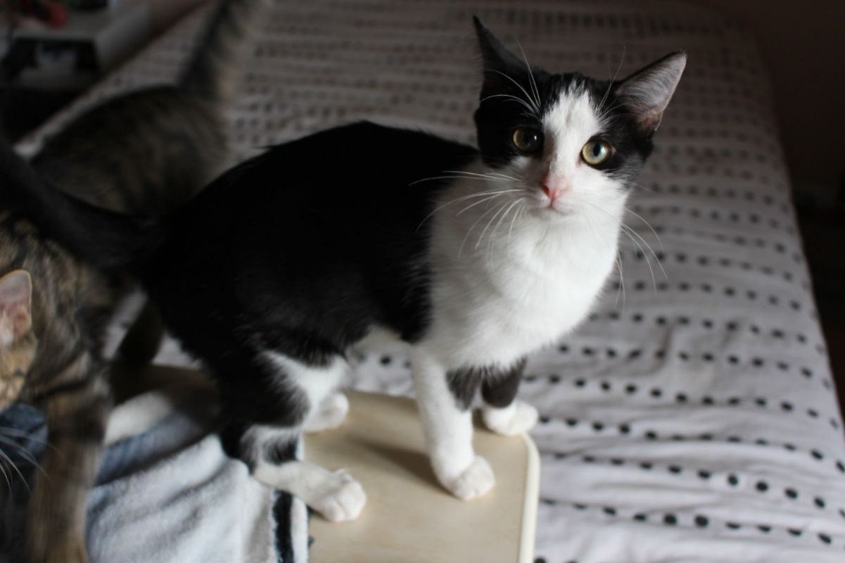 Elsa - Chat Européen à adopter - photo 2