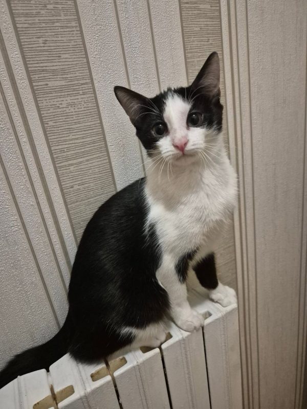 Elsa - Chat Européen à adopter