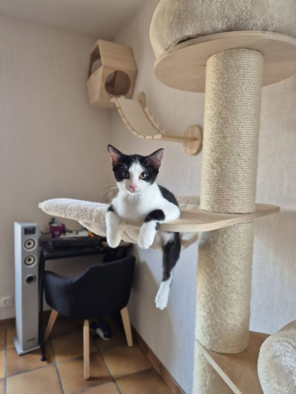 Elsa - Chat Européen à adopter - photo 3