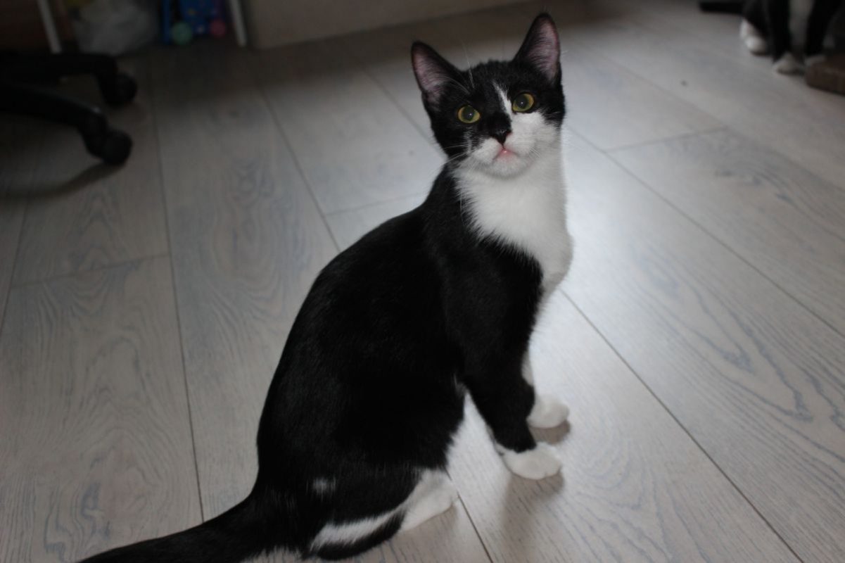 Fleur - Chat Européen à adopter