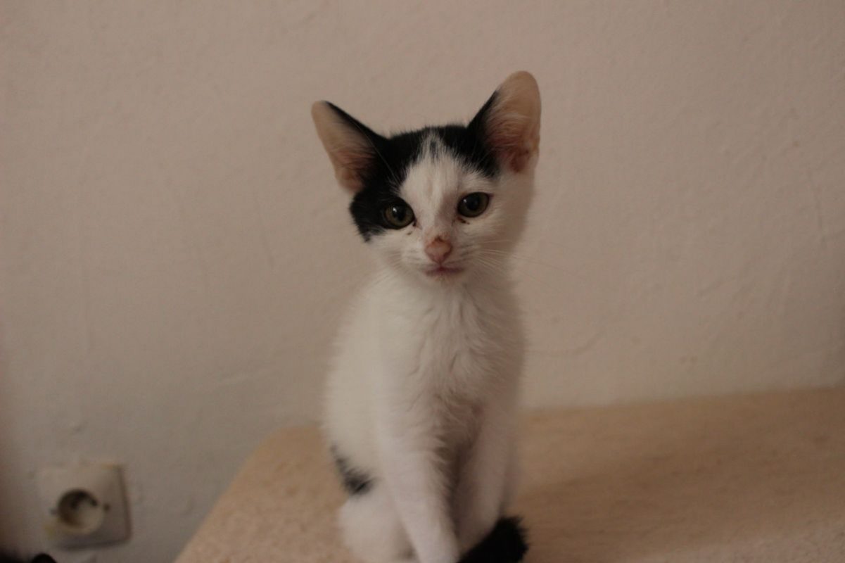 Izzie - Chat Européen à adopter - photo 3