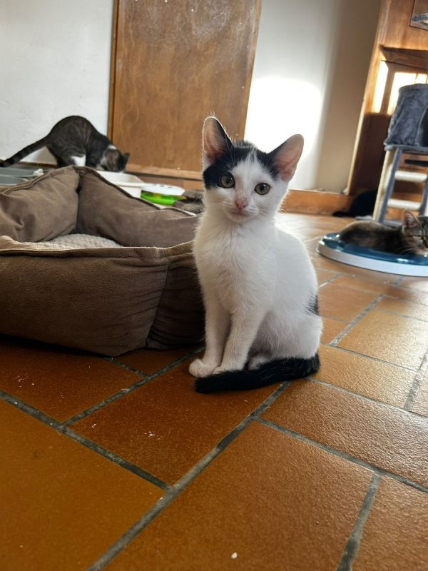 Izzie - Chat Européen à adopter