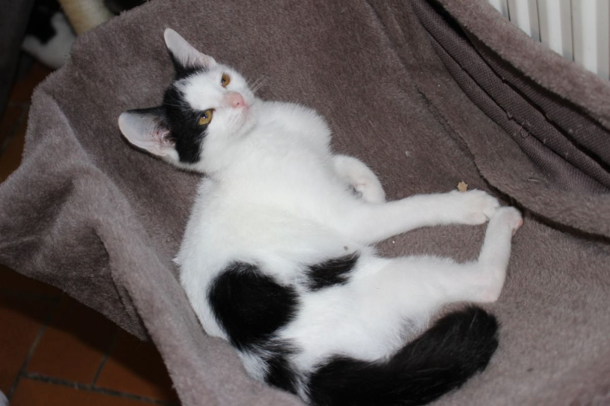 Izzie - Chat Européen à adopter - photo 2