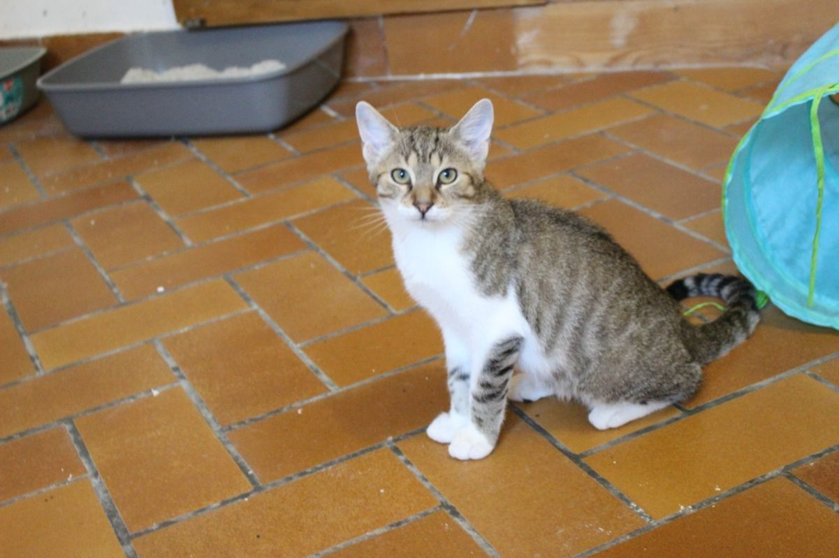 Jacob - Chat Européen à adopter - photo 2