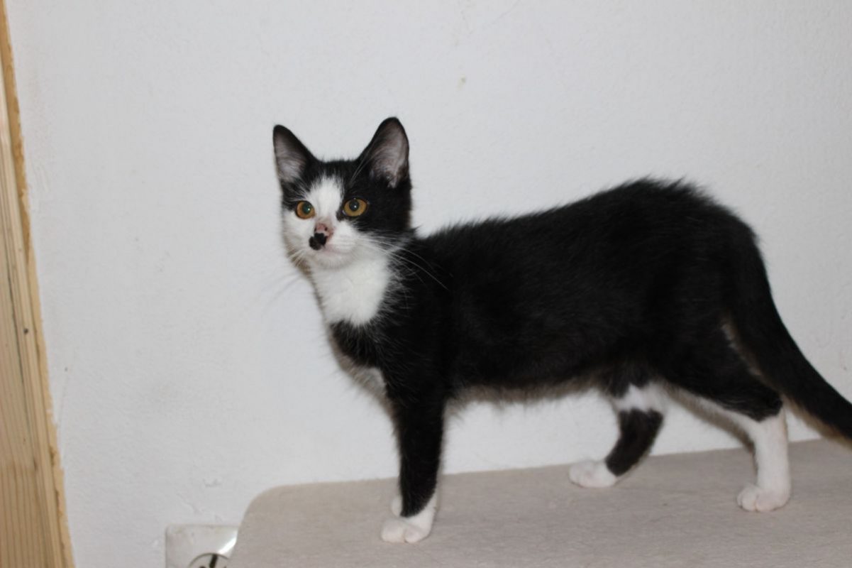 Lexie - Chat Européen à adopter - photo 2