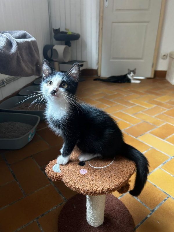 Lexie - Chat Européen à adopter - photo 3