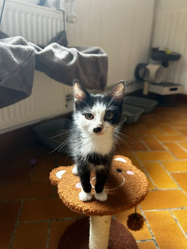 Lexie - Chat Européen à adopter