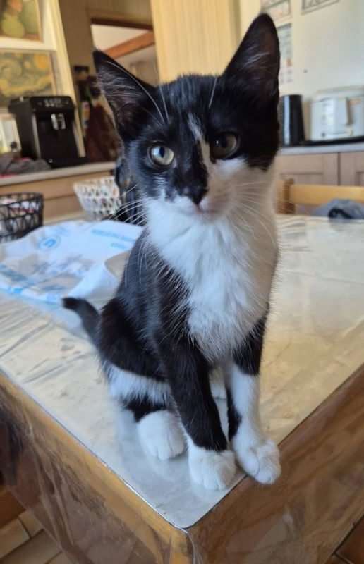 Luna - Chat Européen à adopter