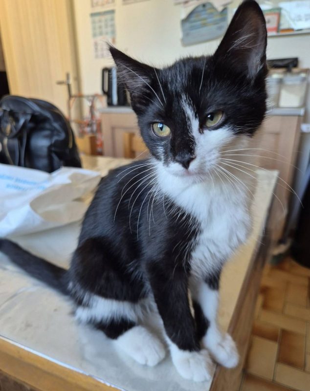 Luna - Chat Européen à adopter - photo 3