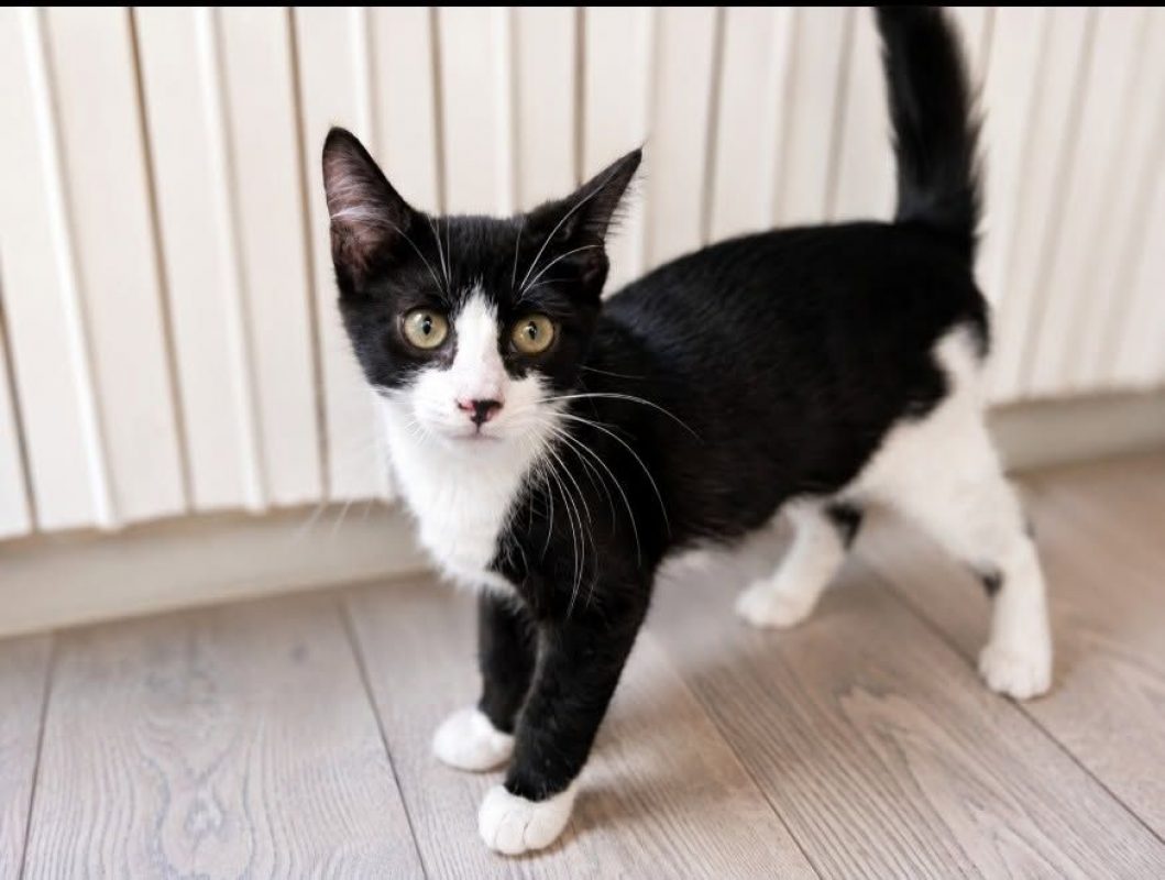 Luna - Chat Européen à adopter - photo 2