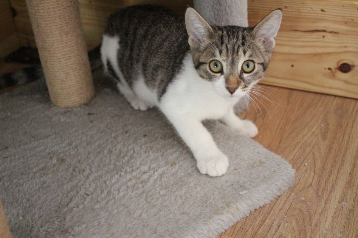 Minerva - Chat Européen à adopter - photo 2