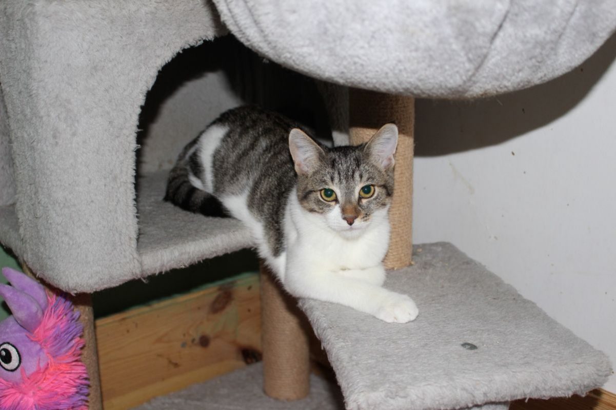 Minerva - Chat Européen à adopter