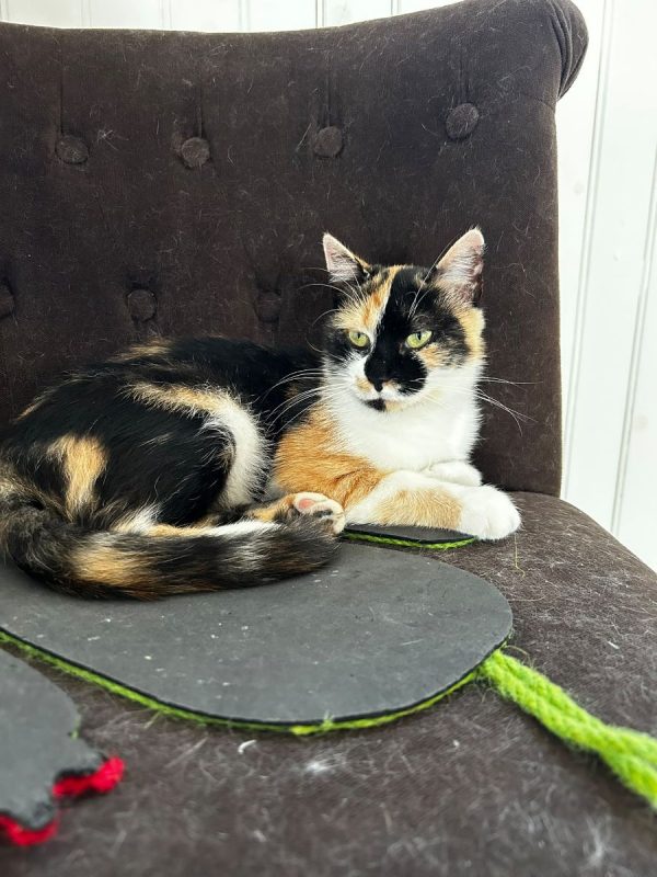 Moka - Chat Européen à adopter - photo 2