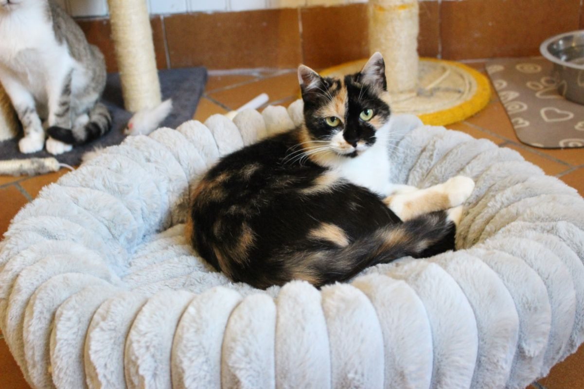 Moka - Chat Européen à adopter