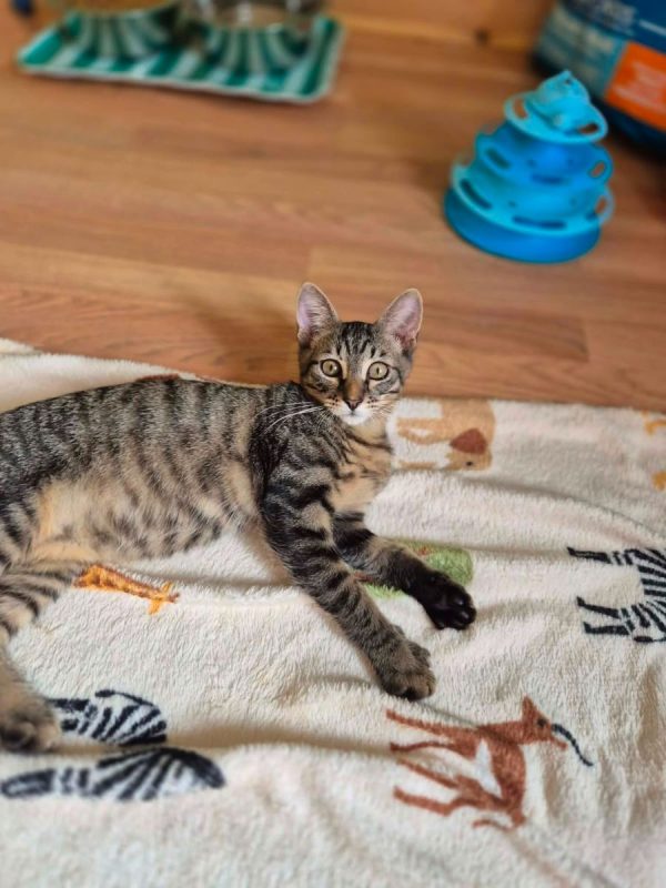 Mouche - Chat Européen à adopter