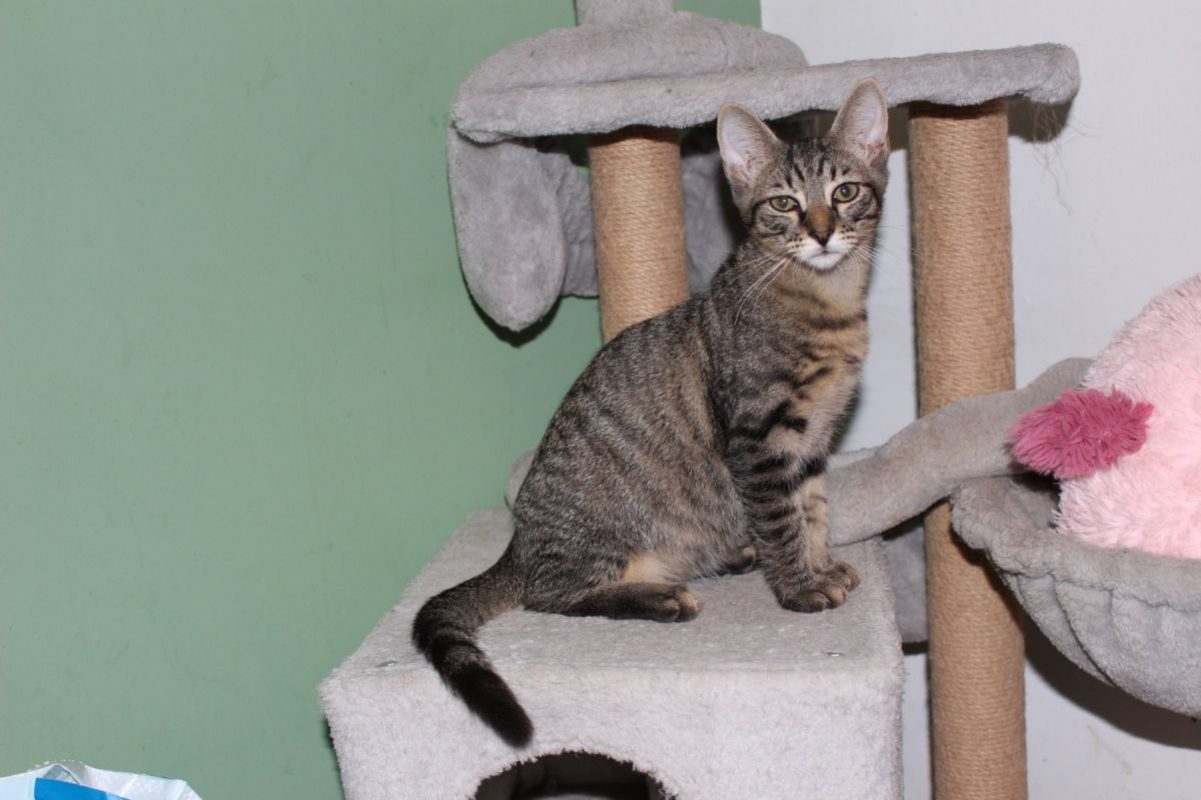 Mouche - Chat Européen à adopter - photo 2