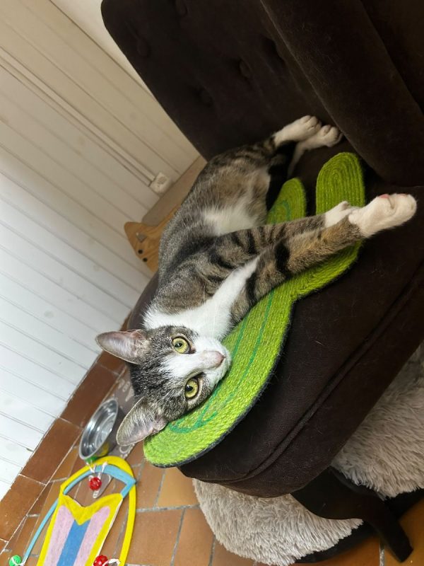 Sacha - Chat Européen à adopter