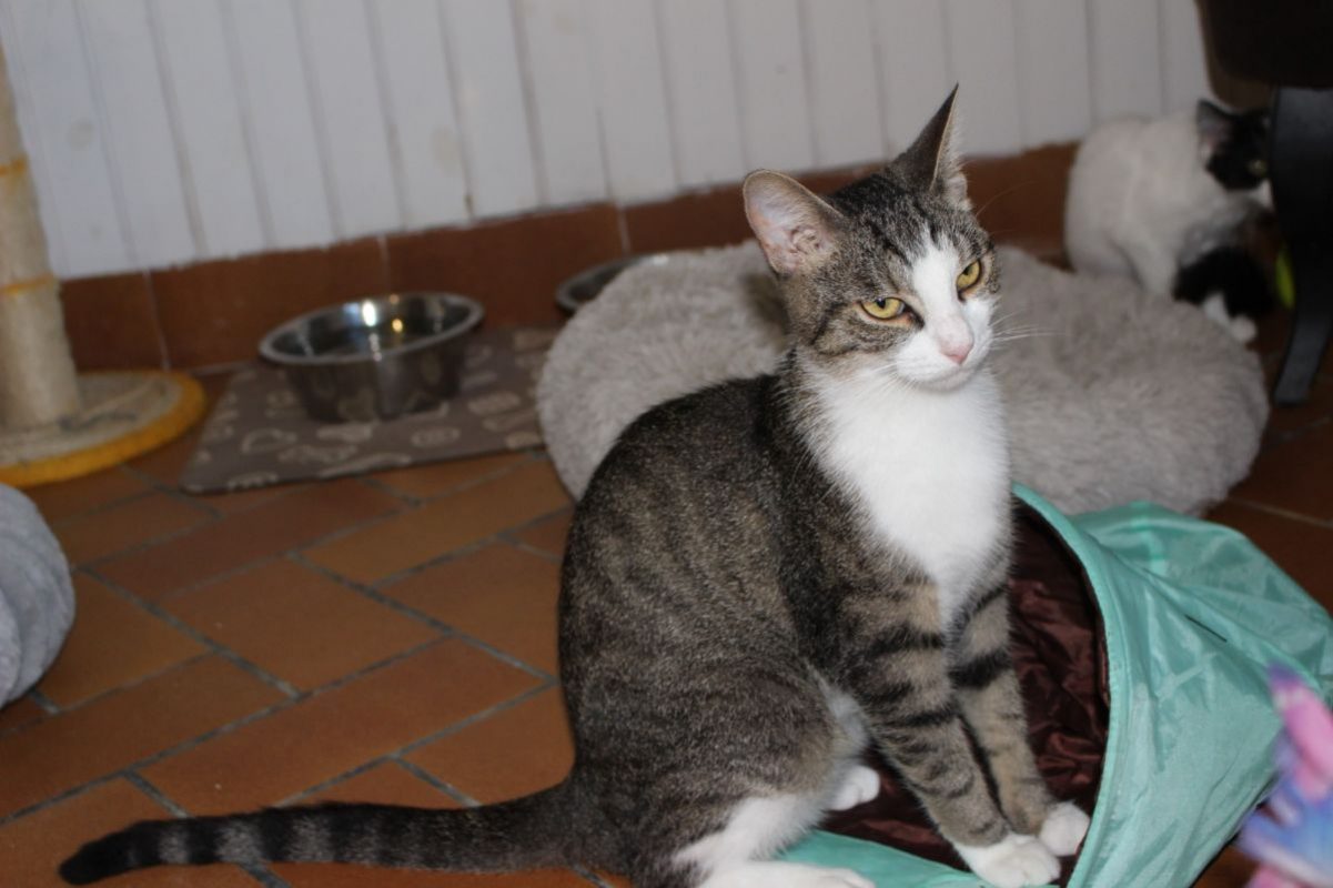 Sacha - Chat Européen à adopter - photo 2