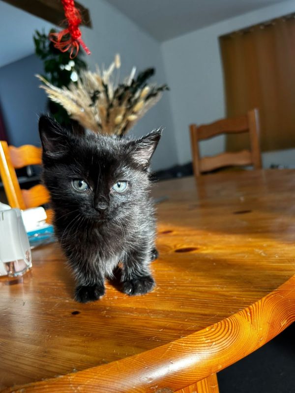 Sam - Chat Européen à adopter