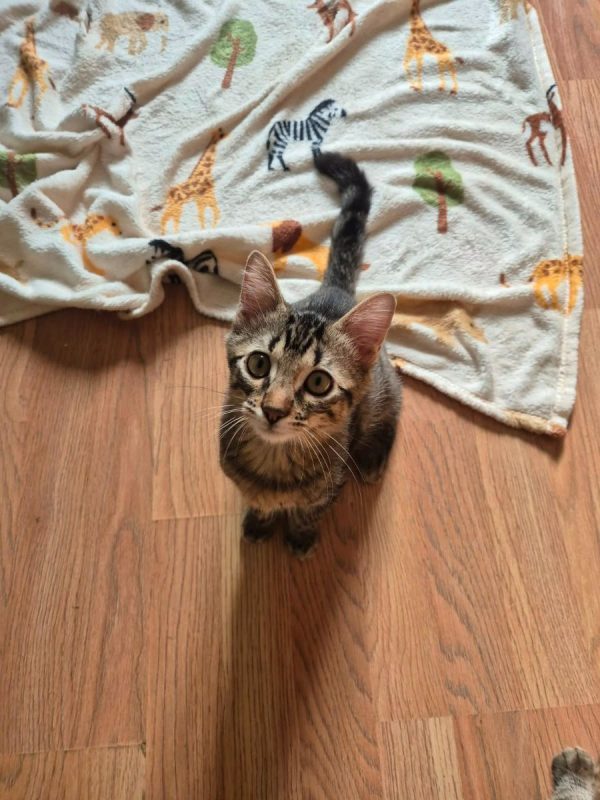 Wendy - Chat Européen à adopter