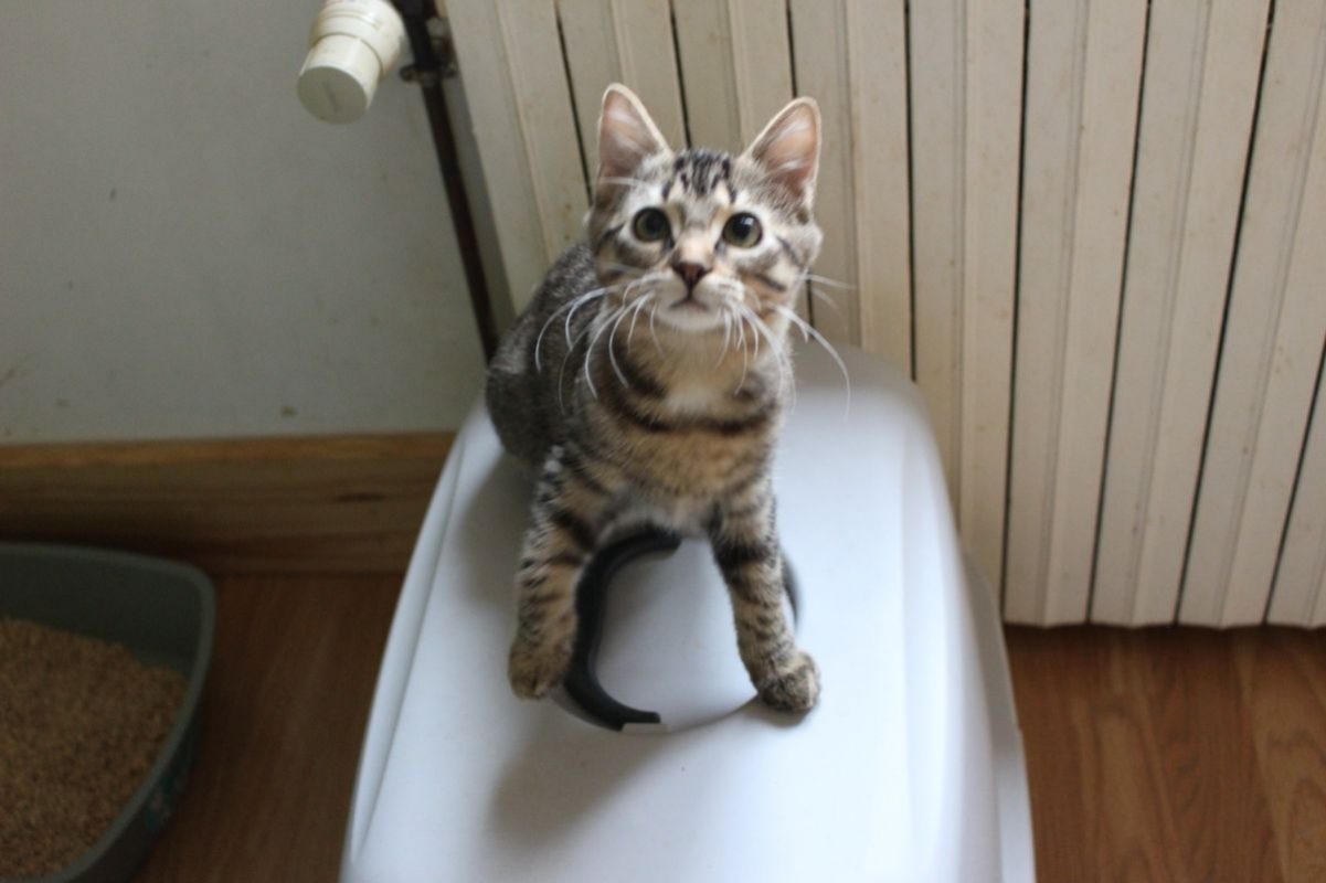 Wendy - Chat Européen à adopter - photo 2