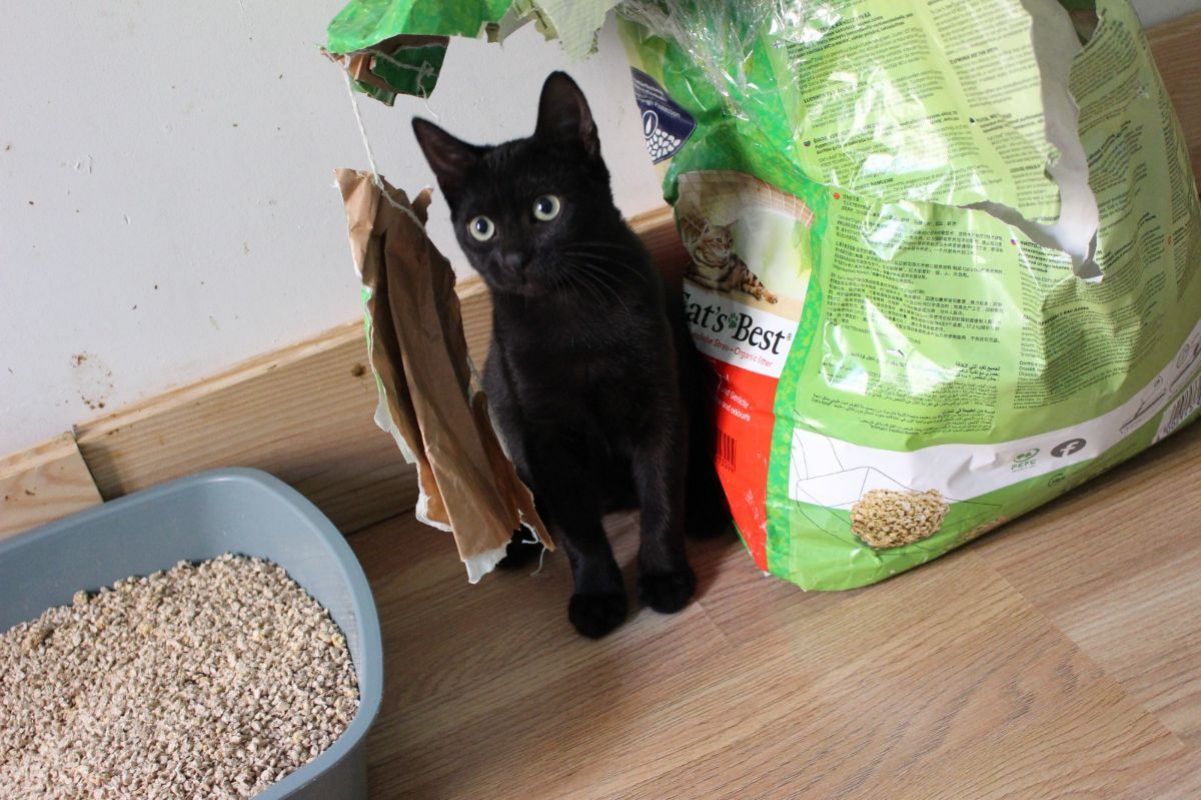 Tac - Chat Européen à adopter