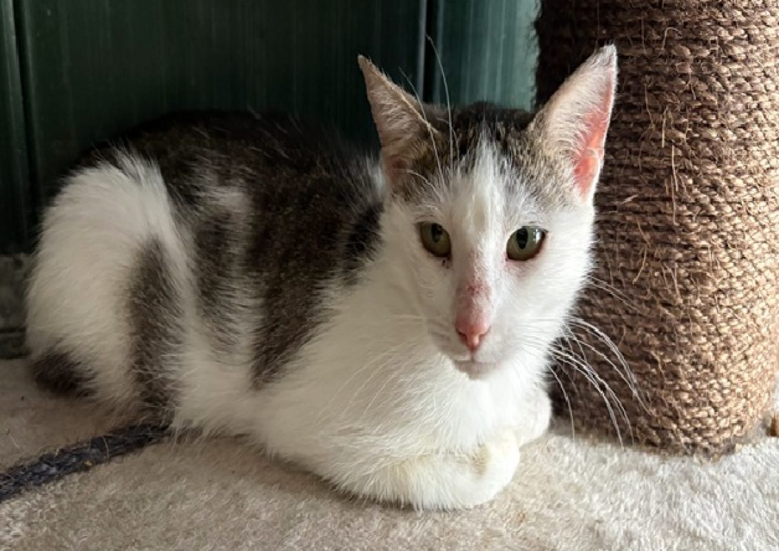 Jayne - Chat Européen à adopter