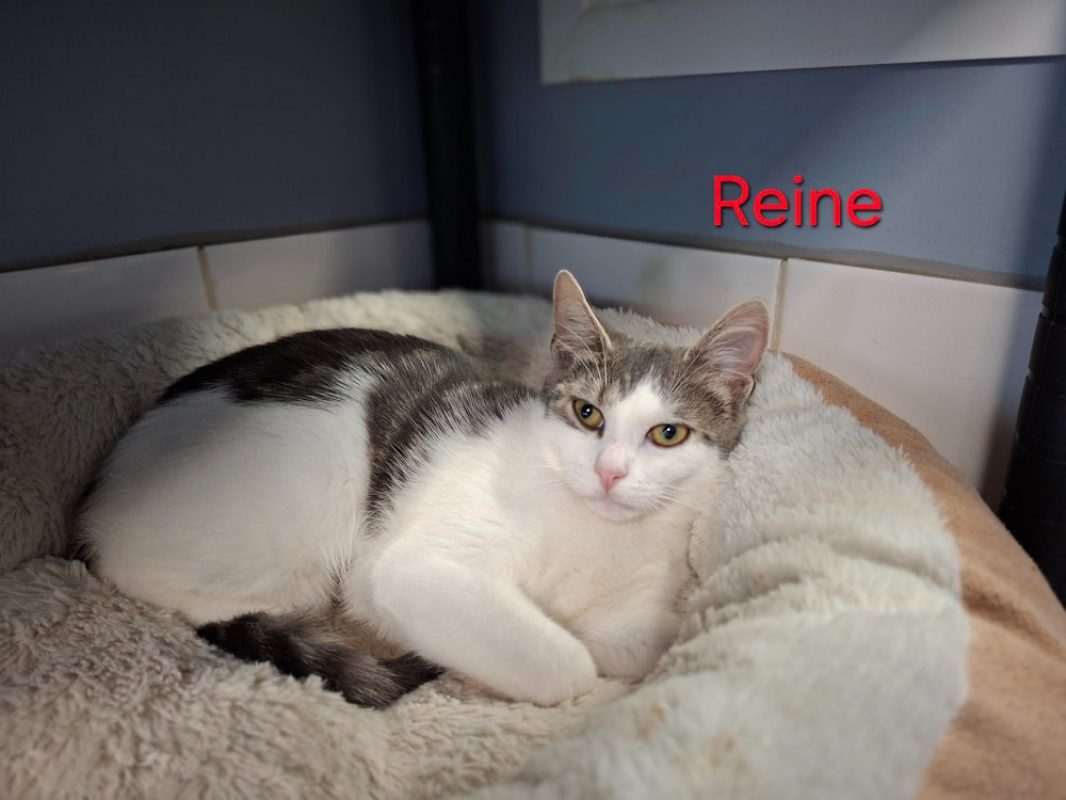 Reine - Chat Européen à adopter