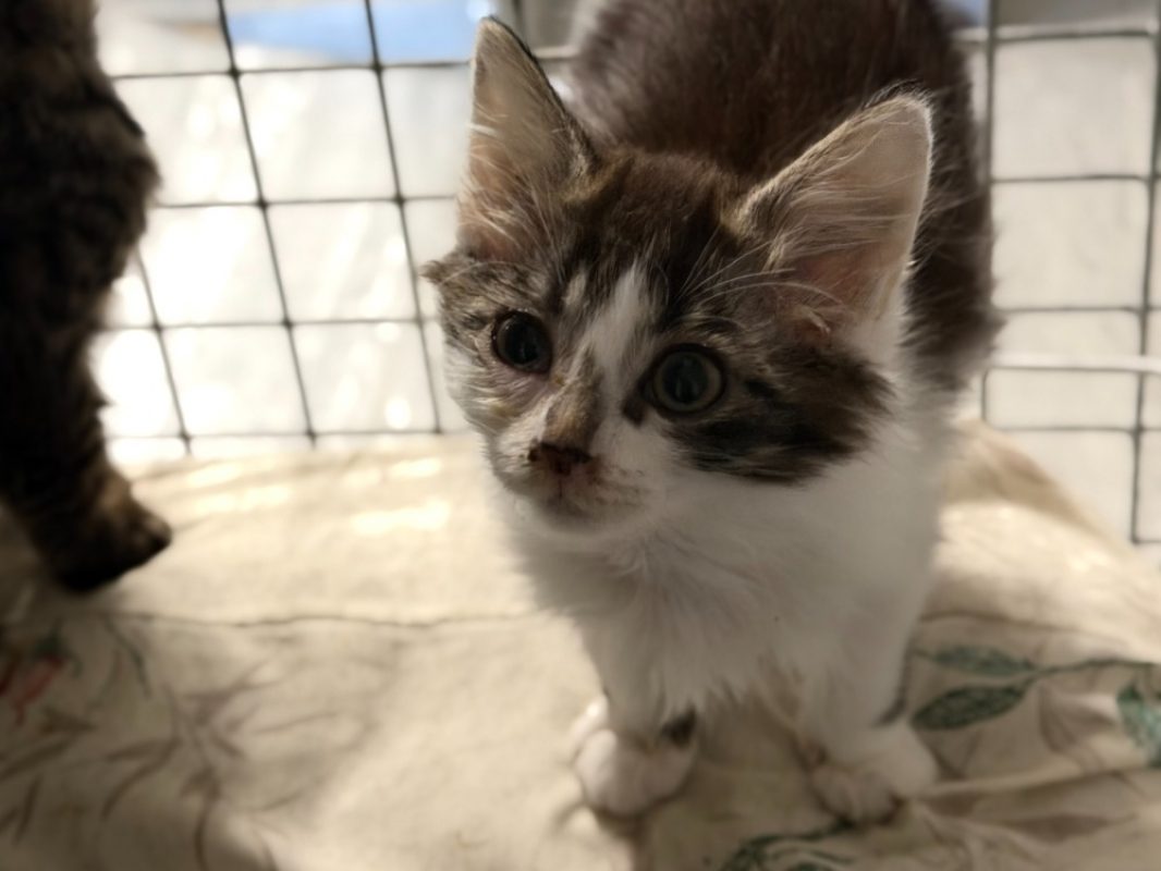 Bugatti - Chat Européen à adopter