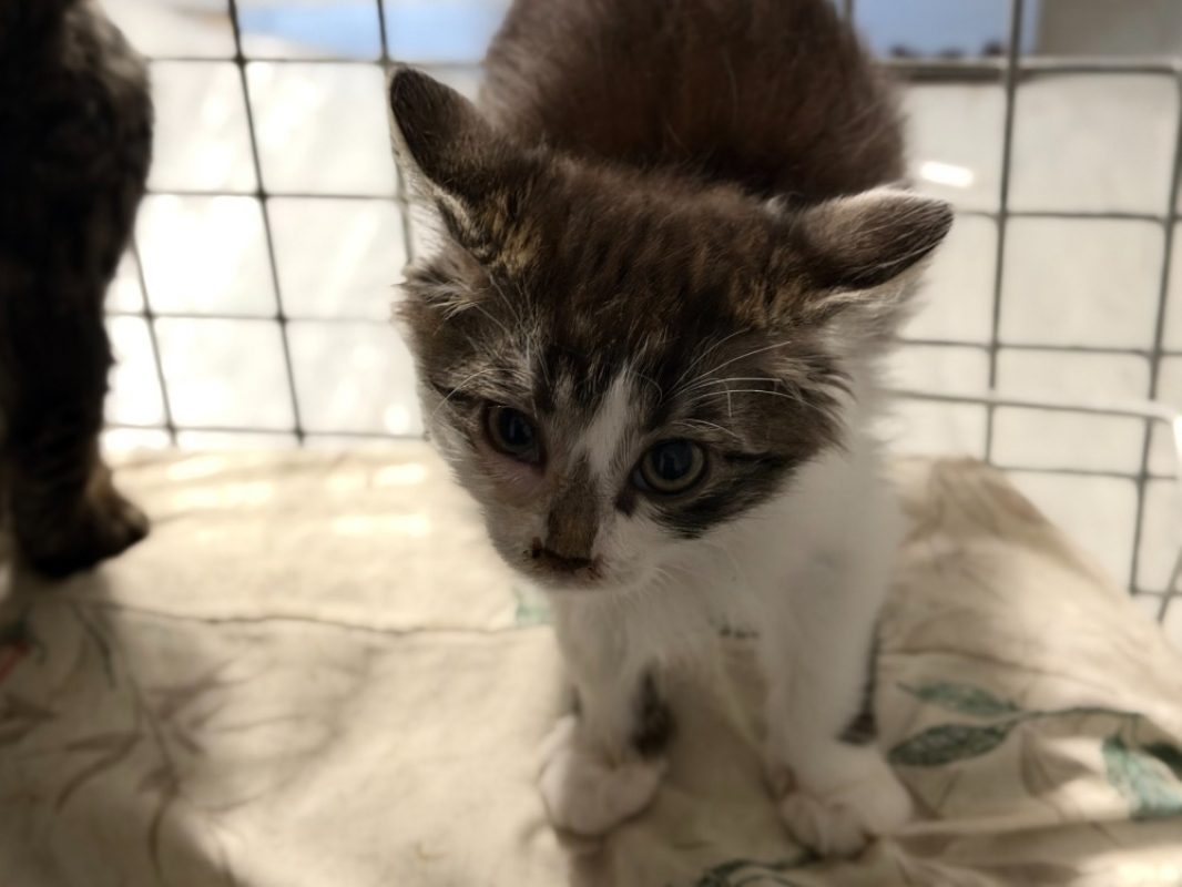Bugatti - Chat Européen à adopter - photo 2