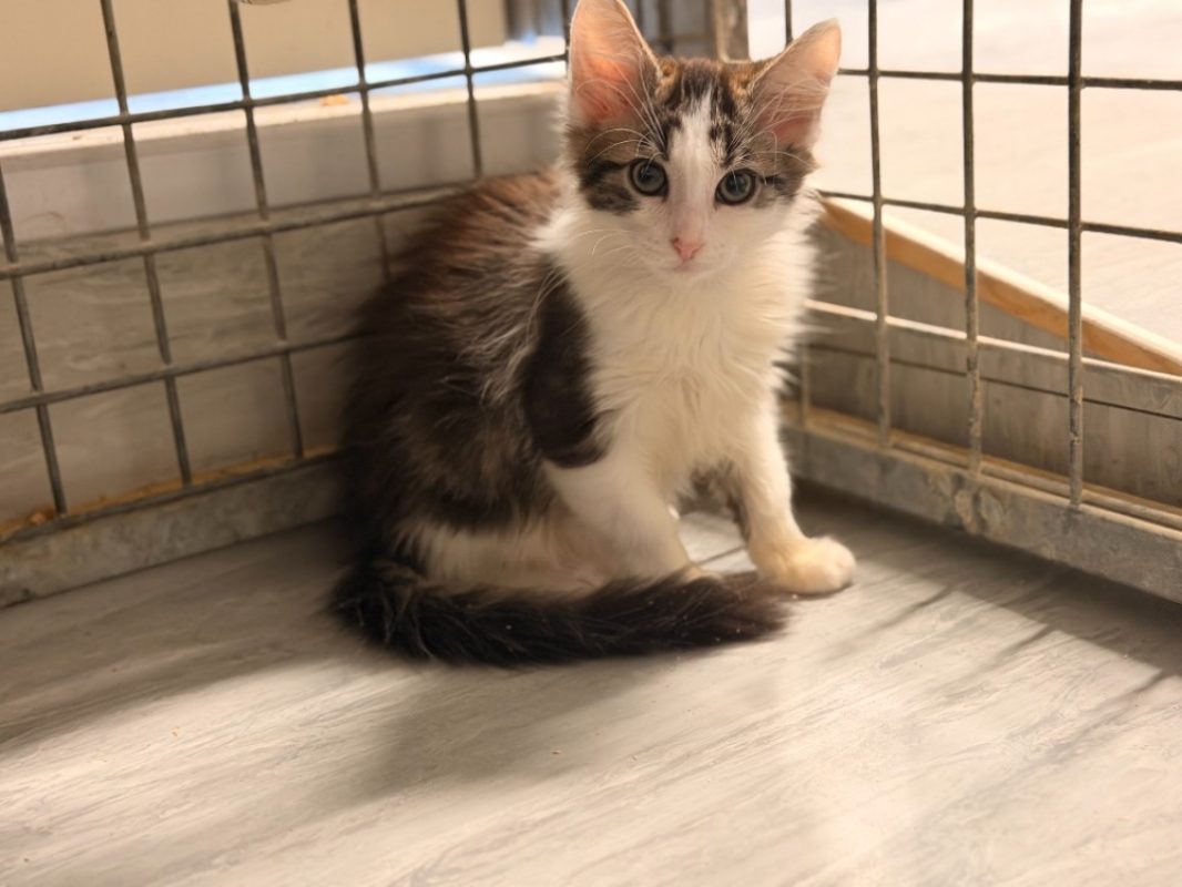 Bentley - Chat Européen à adopter