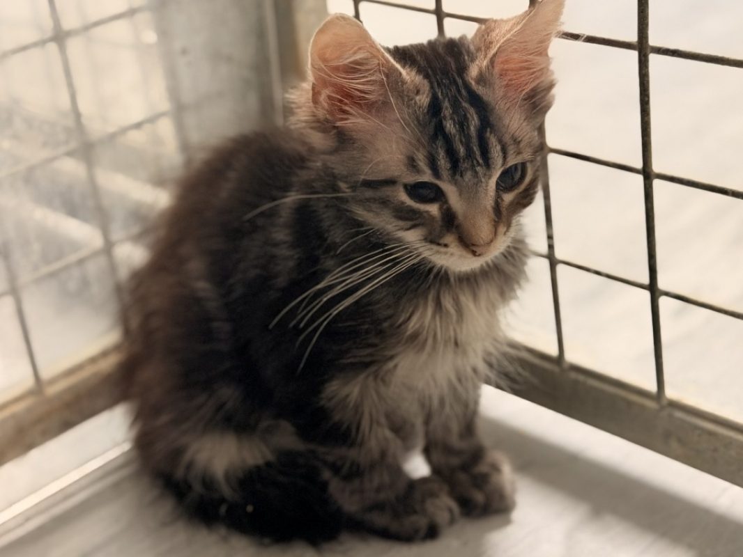 Brabus - Chat Européen à adopter