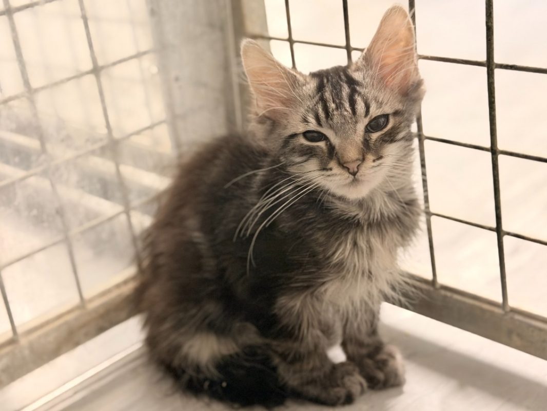 Brabus - Chat Européen à adopter - photo 2