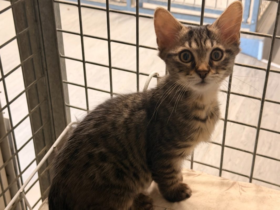 Bollinger - Chat Européen à adopter