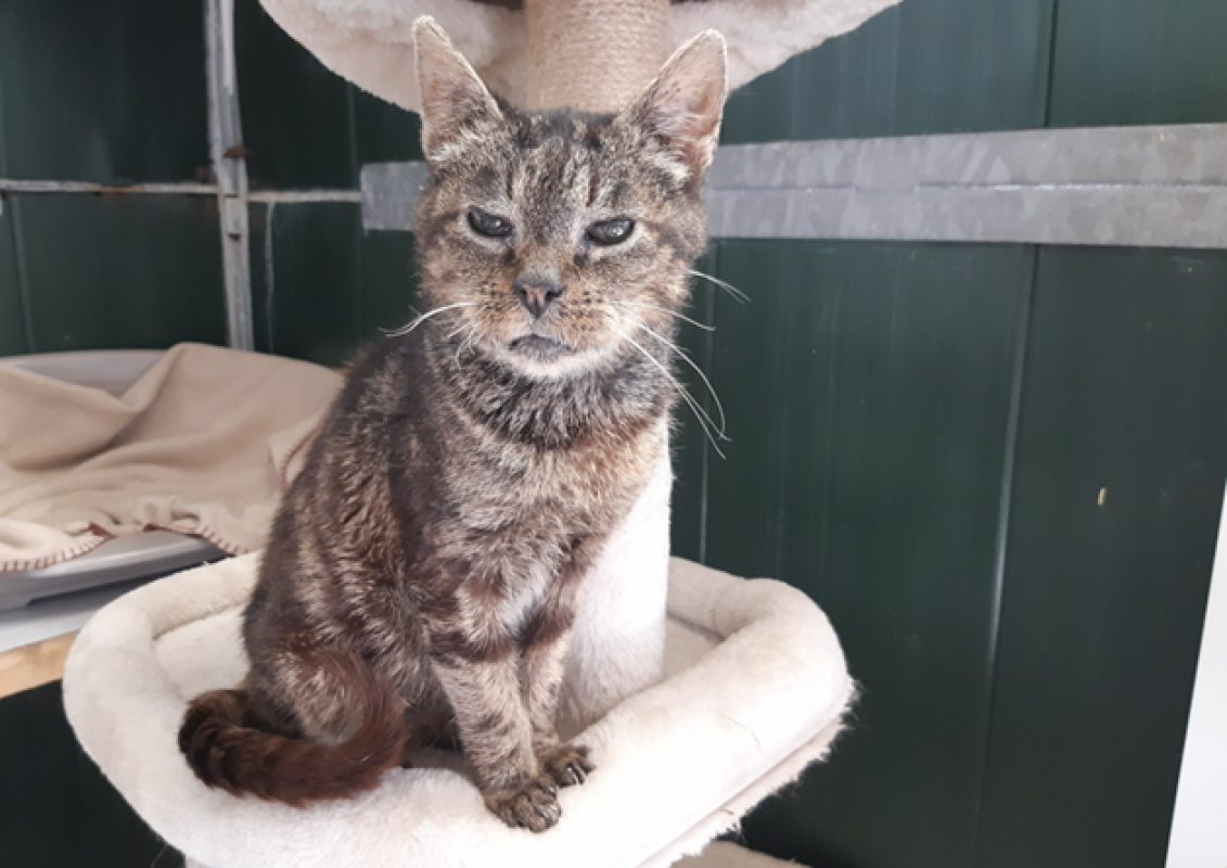 Paulette - Chat Européen à adopter