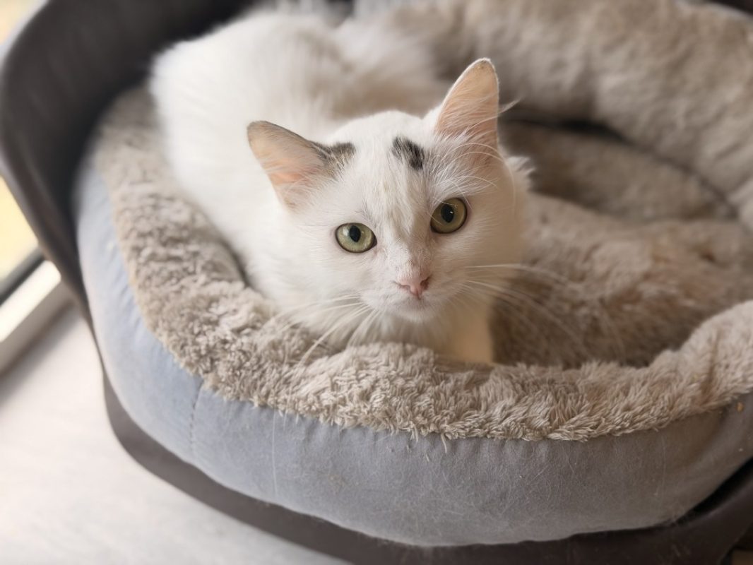 Alpha - Chat Européen à adopter